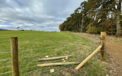 Horse Grazing Tarland | DIY Grass Livery Royal Deeside