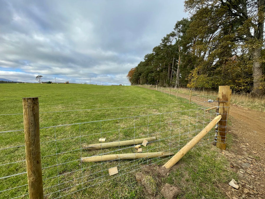 Horse Grazing Tarland | DIY Grass Livery Royal Deeside